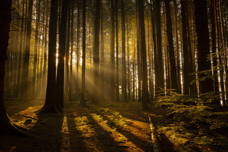 Entwistle Reservoir is one of my favourite places to photograph and it’s easy to see why.   Dawn on a hazy summer’s morning is washed in the sun’s warm glow. The mist adds a peaceful look and shapes and lighting has created some stunning images.
