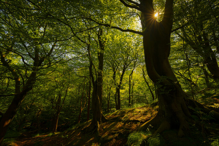 Strong overhead sun over one of the Pennine Moors many forests.  Stunning colours and contrasting shapes makes a lot of stunning images.
