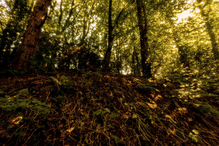Sunnyhurst woods in Darwen on a sunny morning.  The canopy of leaves creates a shadowy world covered in atmospheric dappled light.