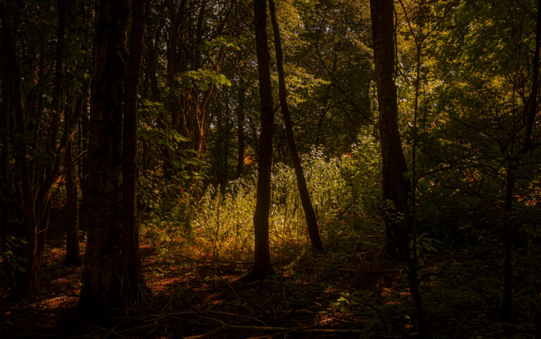Cuerden Valley Park near Bamber Bridge.  Taking a walk away from the path the woods are very dense and hidden in shadow.  Only the overhead sun penetrates the thick canopy of leaves.