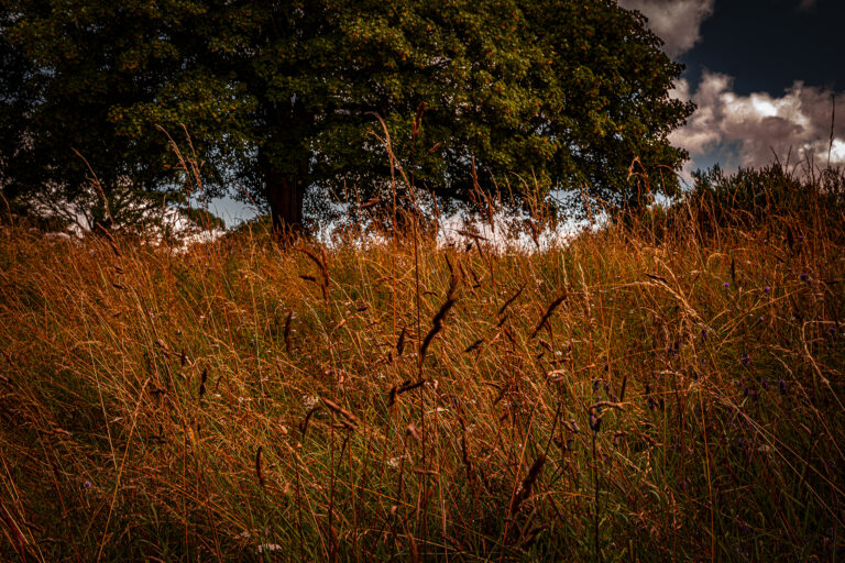 A few hours of bright sunlight and white clouds.  Scorched grass and dry ground makes some dramatic images.