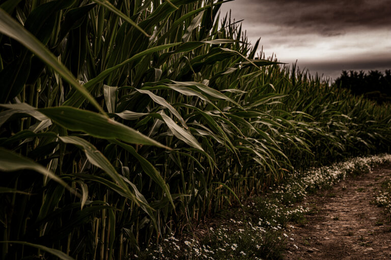 Fields of Wheat on the grimmest of days.  The dark grey skies create dense shadows and a higher contrast.  The muted colours and graphic shapes make some strong eye catching images.