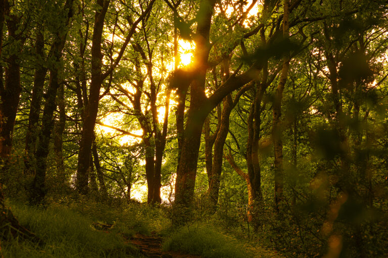 Buckden Woods near Ramsbottom.  Only a few feet from a busy road but a completely different world.  Especially when the low spring sun is bursting through the canopy of leaves.