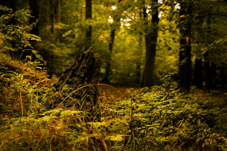 Autumn is creeping its way in.  Colours are changing from greens into browns.