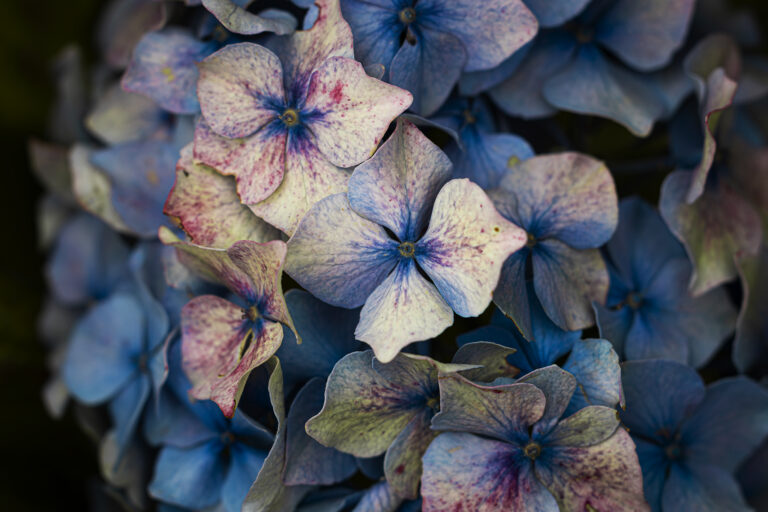 Hydrangea colours.