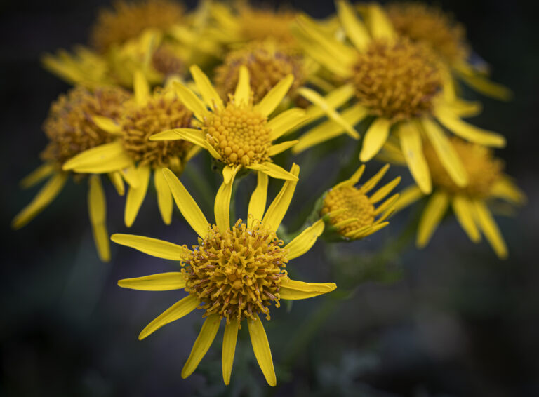 Tiny little yellow.