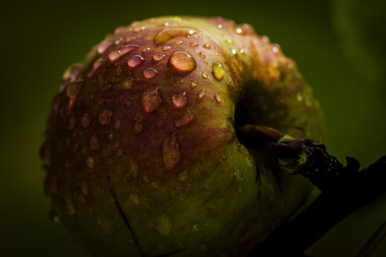 Apples after a downpour.