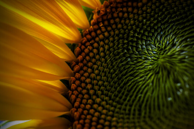 Sunflowers.